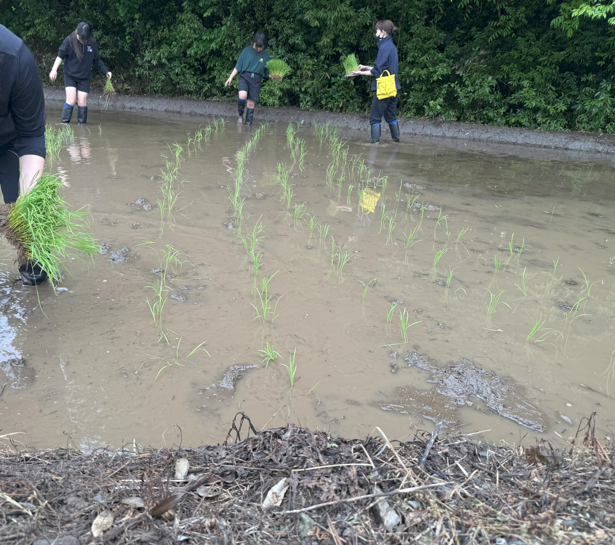 田植えの様子